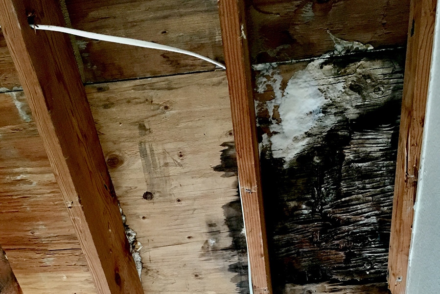 Dry Rot: What Is It and How To Prevent It