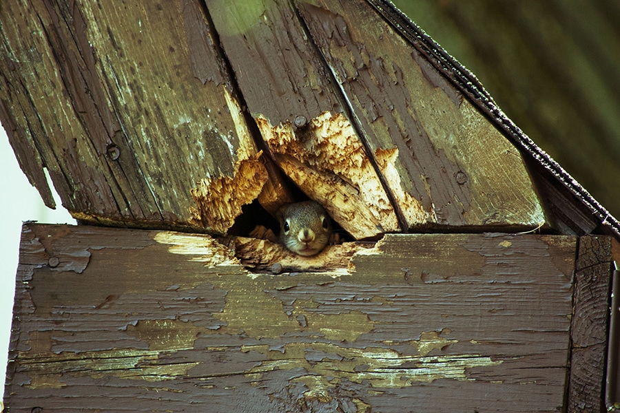 Do You Have Critters Living In Your Roofing System?