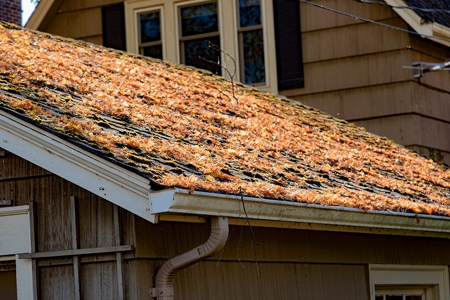 asphalt shingle roof with significant organic debris to be cleared