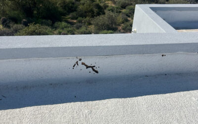 Are Carpenter Bees Destroying My Foam Roof?